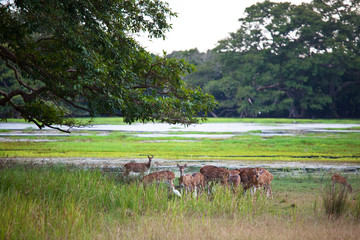 Obraz premium Spotted deer