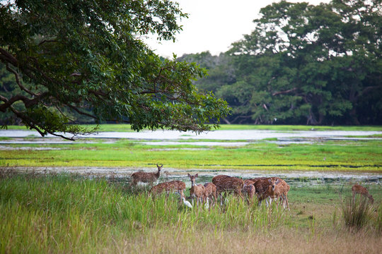 Fototapeta Spotted deer