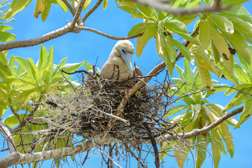 Brown booby, Sula leucogaster, exotic bird hatching, french Polynesia 