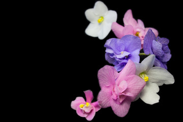 Fototapeta na wymiar saintpolia flowers