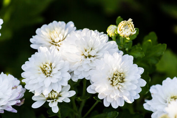 Obraz na płótnie Canvas white chrysanthemum flower grow in the field