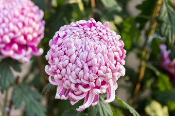 big pink chrysanthemum flower grow in the field