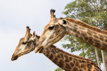 the giraffe head close up in  the zoo