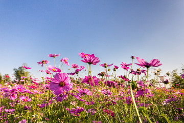 Obraz na płótnie Canvas pink cosmos flower blooming in the field