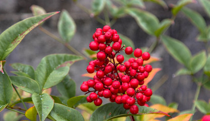 Fototapeta premium rote Vogelbeeren 