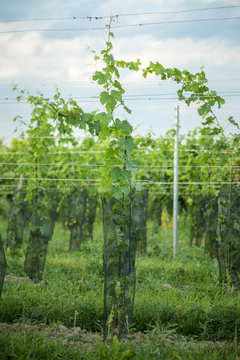 Young grapevine with shelters
