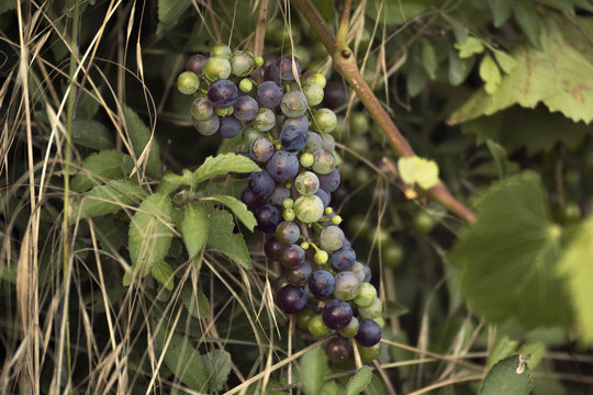 Wild black grapes