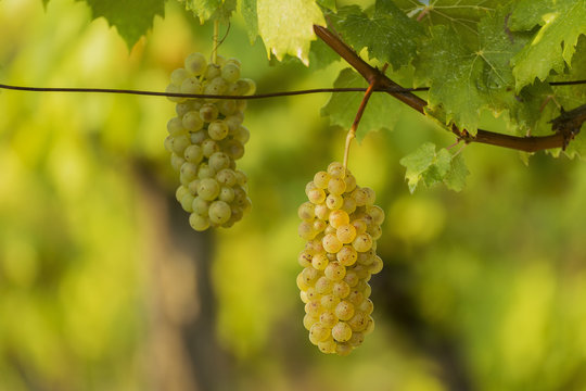 White grapes in the vineyard