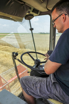 Farmer drives machine, which harvesting grain crops.
