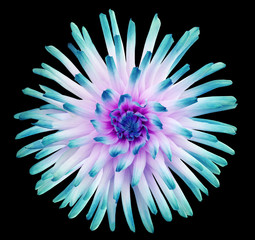 Dahlia  flower  turquoise-pink. Petals colored rays. Big beautiful flower isolated on black background. For design. Nature.