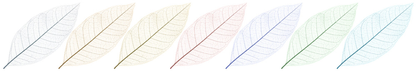 ossatures colorées de feuilles mortes, fond blanc 