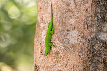 Obraz premium Phelsuma madagascariensis day gecko, Madagascar