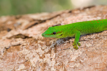 Phelsuma madagascariensis day gecko, Madagascar