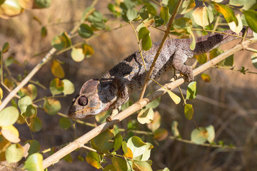 Malagasy giant chameleon, Madagascar