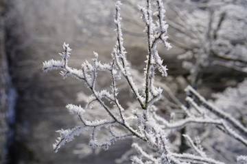 White Frost