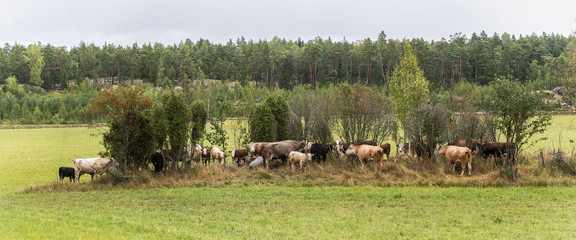 Fototapeta na wymiar Cows on field 