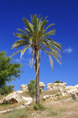 Fototapeta na wymiar Remnants of the Crusader structures in the park of Ashkelon in Israel