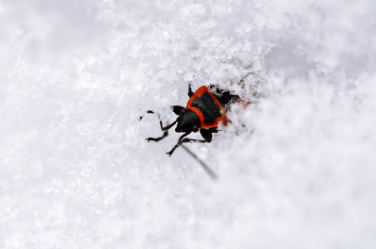 The firebug In the snow