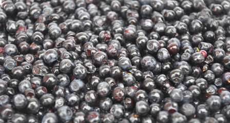 Blueberry called bilberry, huckleberry or European blueberry with black color. Forest Blueberry textured background. Freshly picked wild blueberries. Wild Blueberry Photo. Blueberries background.