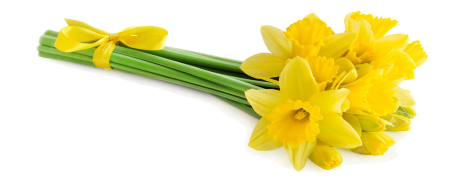 Narzissen