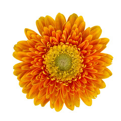 Yellow flower Barberton daisy closeup on the white background
