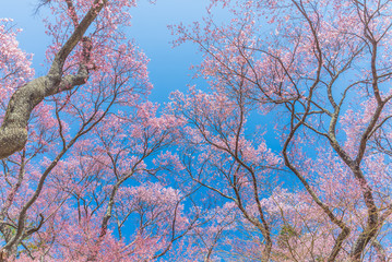 Obraz premium Pink cherry blossom