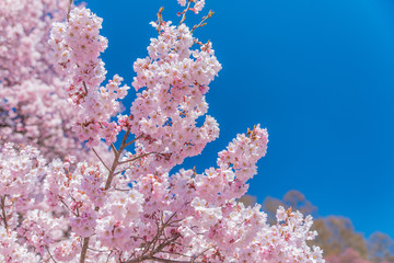 Fototapeta na wymiar Pink cherry blossom