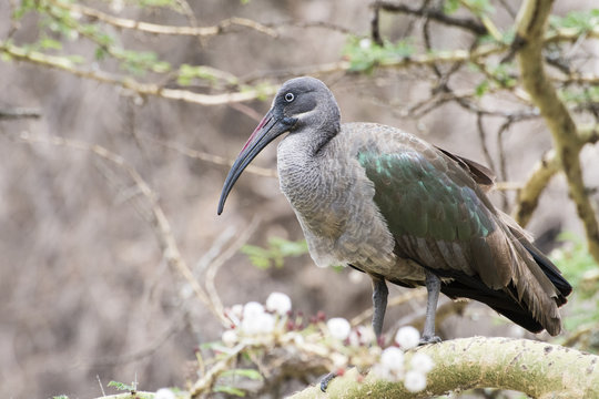 Hadeda Ibis  (Bostrychia Hagedash)