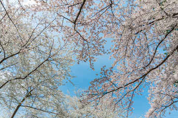 Fototapeta premium Pink Cherry Blossoms