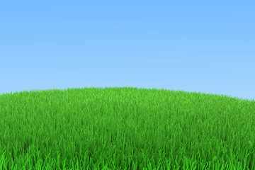 Green grass with blue sky