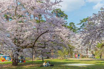 Cherry blossoms at Hirosaki Castle