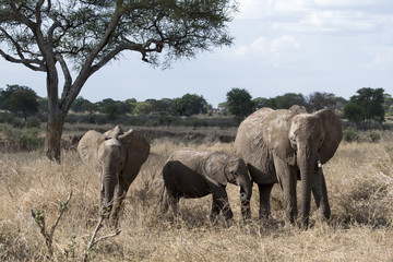 Fototapeta premium Trzy słonie afrykańskie (Loxodonta) w suchej trawie w Tanzanii, w Parku Narodowym Tarangire. Obejmuje matkę, młodocianego i małego słonia.