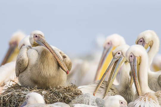 Great White Pelicans at their nest sites