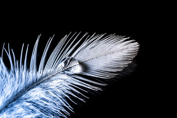 Drops of water on a white feather with gradient  macro texture isolated black background