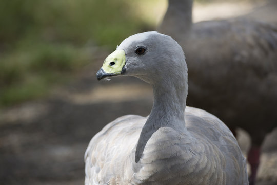 Cape Barren Goose (Cereopsis Novaehollandiae) - Head Only