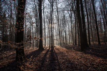 Obraz premium Late Fall / Coniferous Forest / Slender tree.