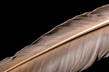 Feather macro texture isolated on black  background
