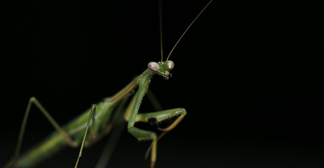 Praying Mantis