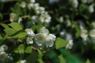 daisy and jasmine bush in summer