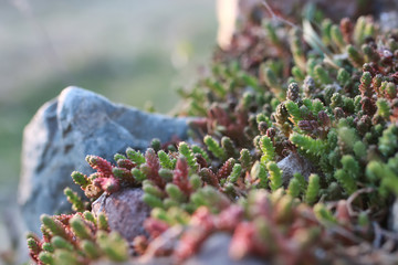 spring grass and flower