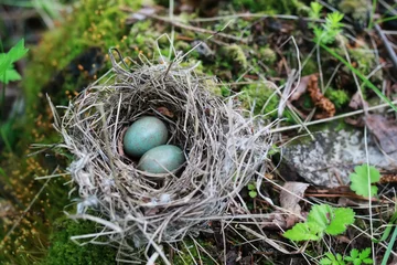 Fotobehang bird nest in nature © alexkich