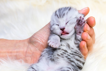 Sleeping newborn  silver tabby cat in hand