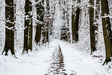 winterlicher Wald