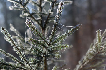 Coniferous trees in forest / Needles in the frost
