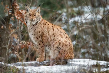 Fotobehang Euroasian lynx in the bavarian national park in eastern germany, european wild cats, animals in european forests, lynx lynx  © photocech
