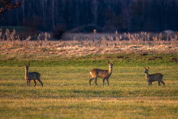 Rehe / Rehe auf einer Wiese bei Dannenberg (Lüchow-Dannenberg, Wendland, Niedersachsen)....