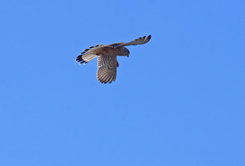 Falcon Common Kestrel / Falco tinnunculus
