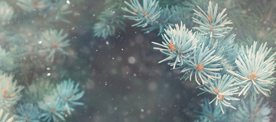 Snow fall in winter forest. Christmas new year magic. Blue spruce fir tree branches detail. Banner...