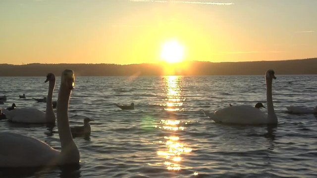 Tramonto sul lago di Bracciano, Italia, con cigni e gabbiani