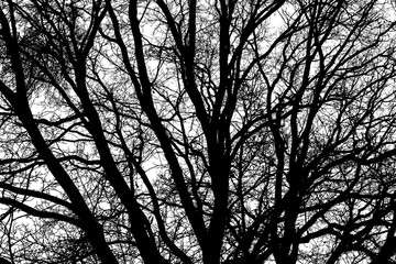 Tree branches texture